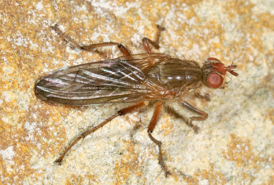 Scathophaga sp. (Scathophagidae)